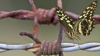 Schmetterling auf einem Stacheldraht
