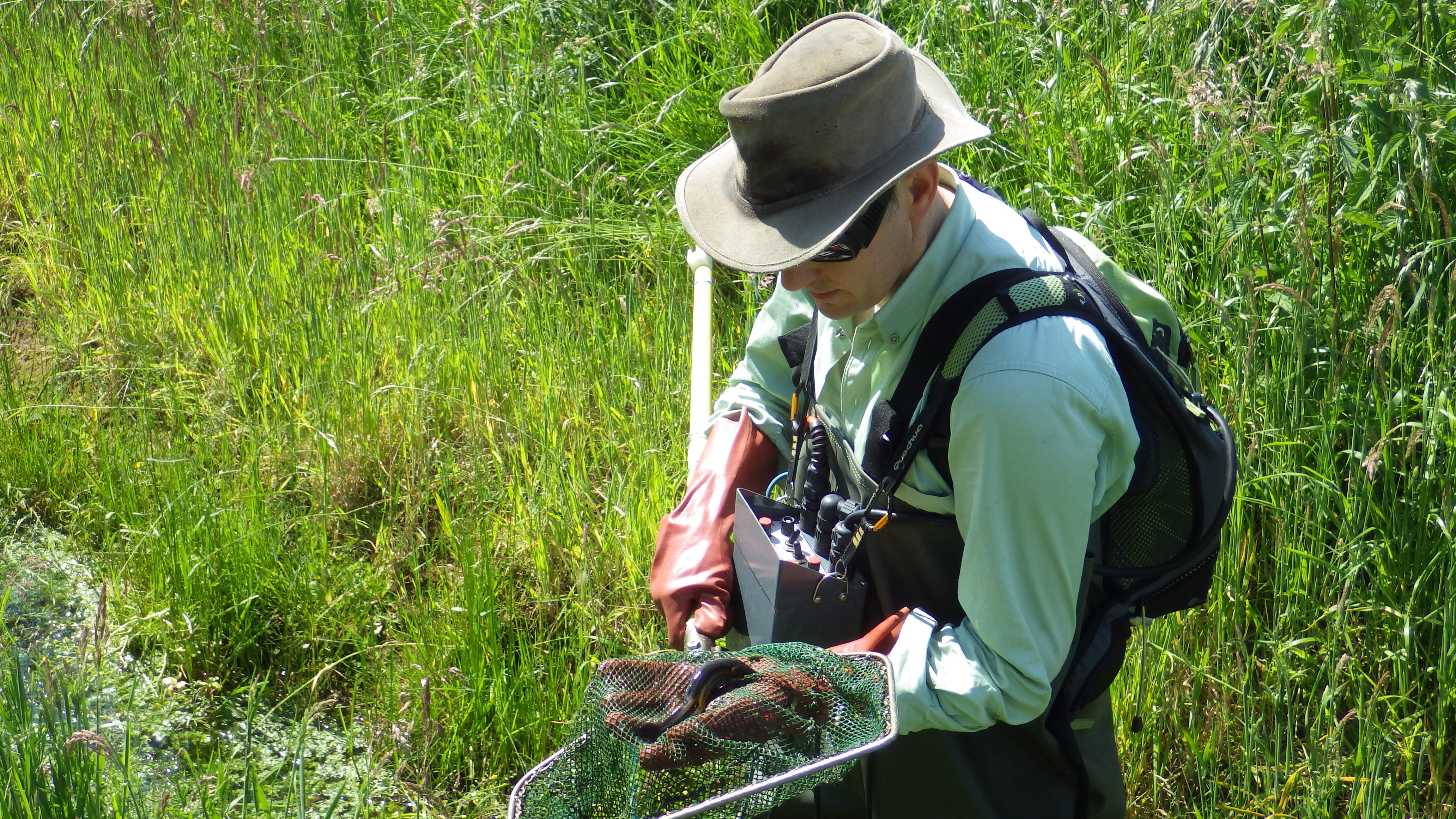 Elektrobefischung an einem Graben in der Isselniederung, um den Schlammpeitzger nachzuweisen, der zu den gemäß FFH-Richtlinie geschützten Fischarten gehört. 