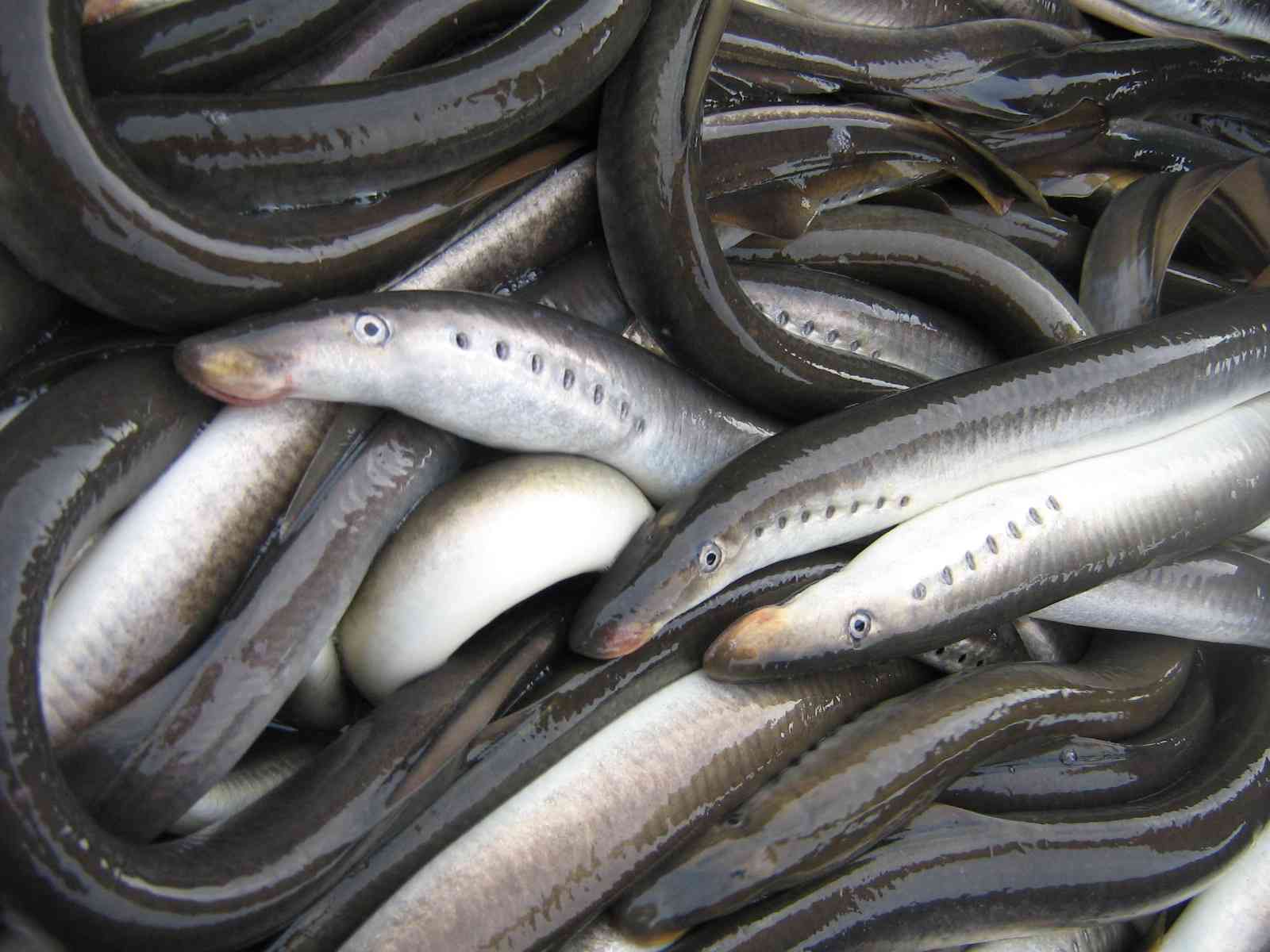 Flussneunaugen zogen vor dem Ausbau der Ems bis nach Westfalen („Rheinische Pricken“). Heute können sie aufgrund zahlreicher Wehre nur noch bis etwa Lingen gelangen. 