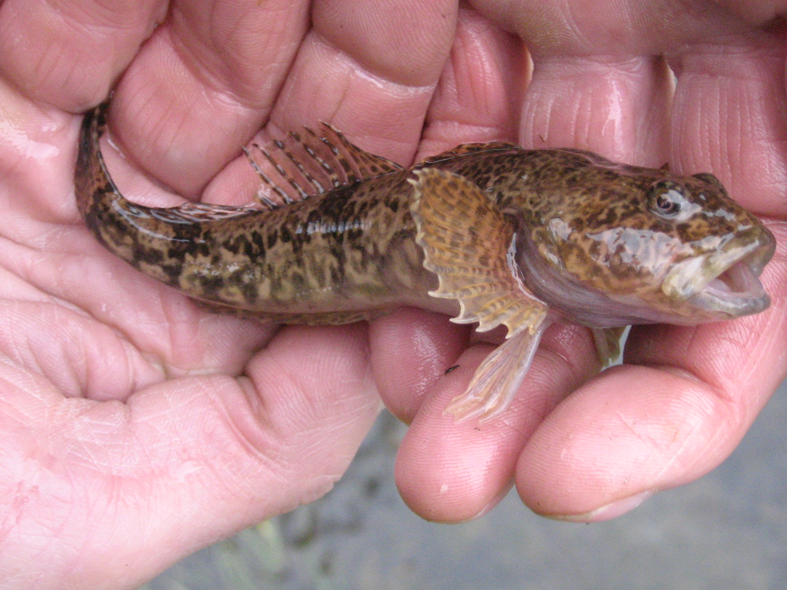 Die nachtaktive, schwimmschwache Koppe ist verstärkt auf Deckungsmöglichkeiten, wie zum Beispiel Totholz, durchspülte Wurzeln, Steine oder Kiesbänke, angewiesen. 