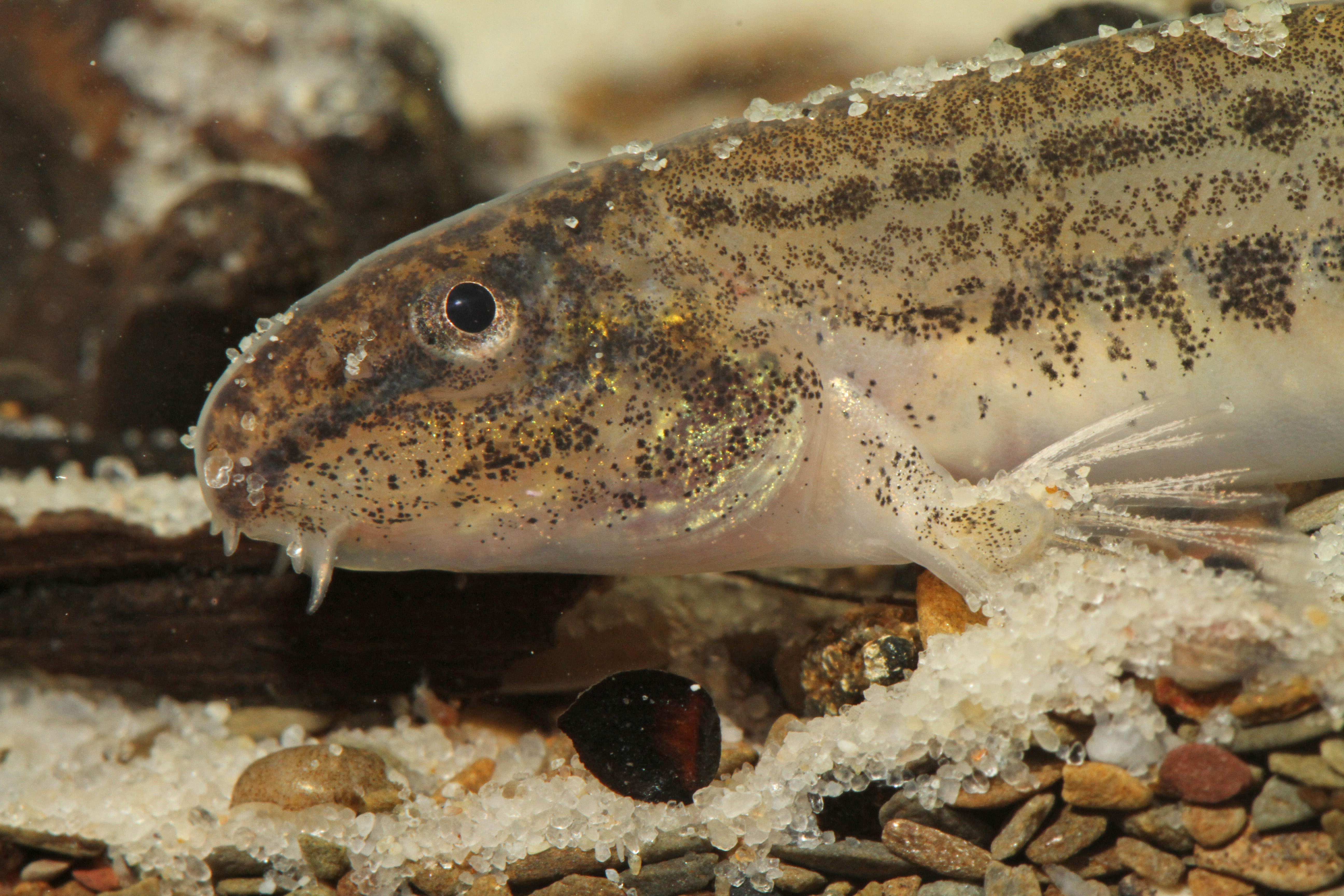 Zum Schutz des Steinbeißers wurden Fischschonbezirke an der Steinfurter Aa ausgewiesen. 