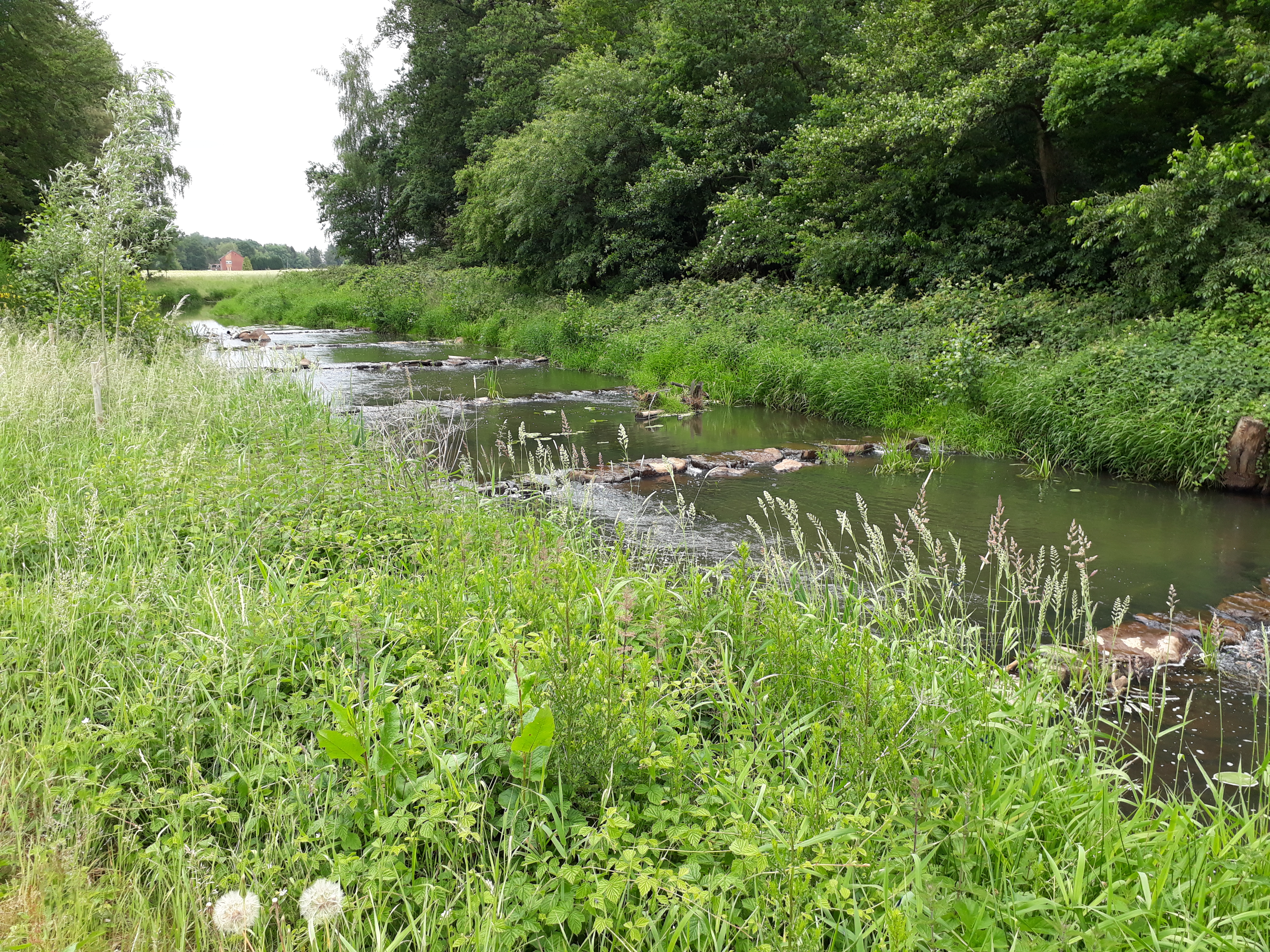 Zu sehen ist eine Sohlgleite in Riegelbauweise, die als Ersatz für einen von vier Sohlabstürzen in der Giegel Aa und Hopstener Aa angelegt wurde. So können die zugehörigen Höhenunterschiede gewässerverträglich abgebaut und den Organismen die Durchwanderbarkeit ermöglicht werden. 