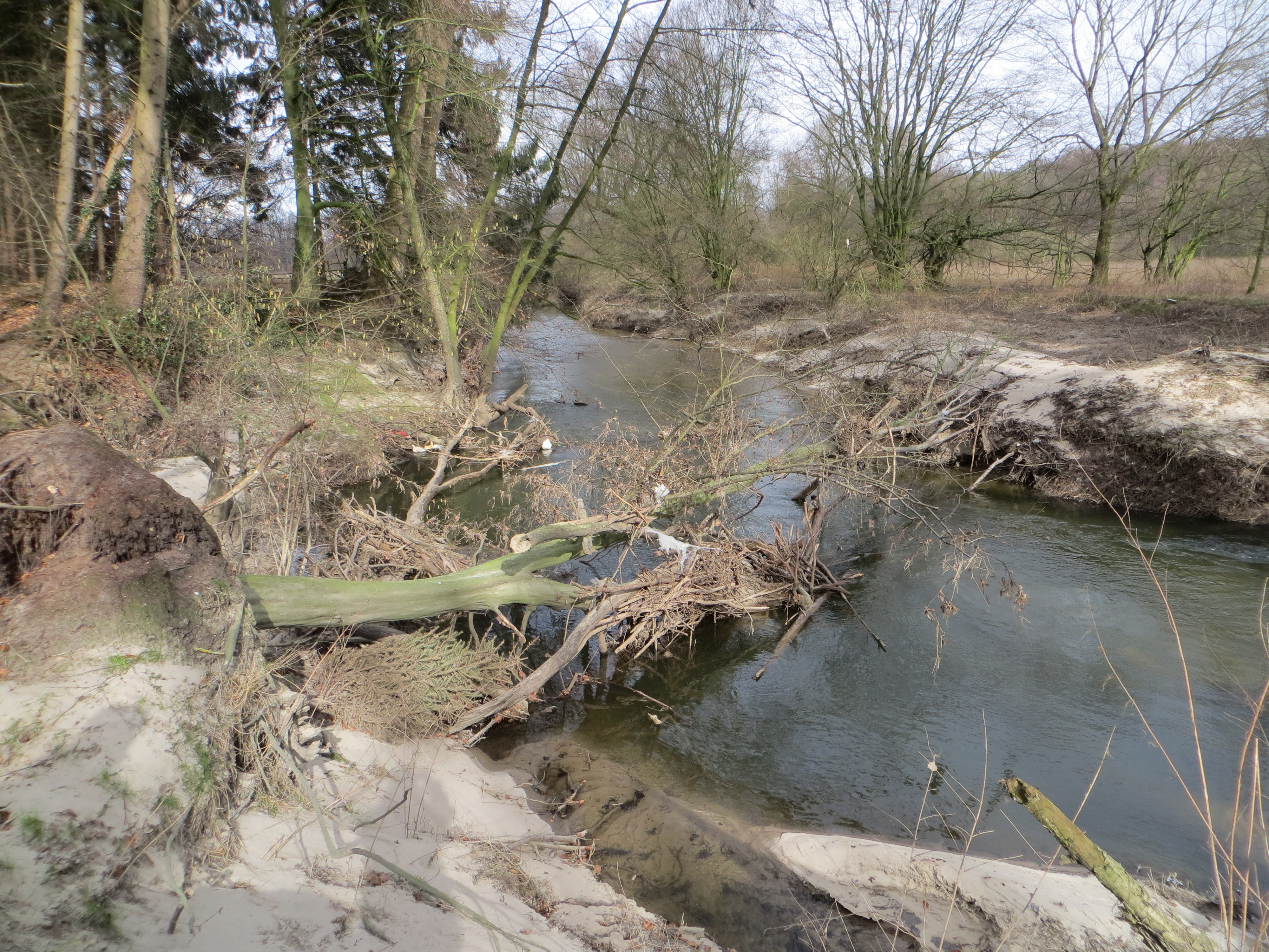 Zu sehen ist die Berkel in einem lockeren Gehölzbestand im Naturschutzgebiet "Berkelaue II". Im vorderen Bildbereich befindet sich ein Sturzbaum, der in das Gewässer gefallen ist und dort die eigendynamische Entwicklung der Berkel unterstützt und auch selbst als Habitat und Nahrungsquelle für die Gewässerorganismen dient. 