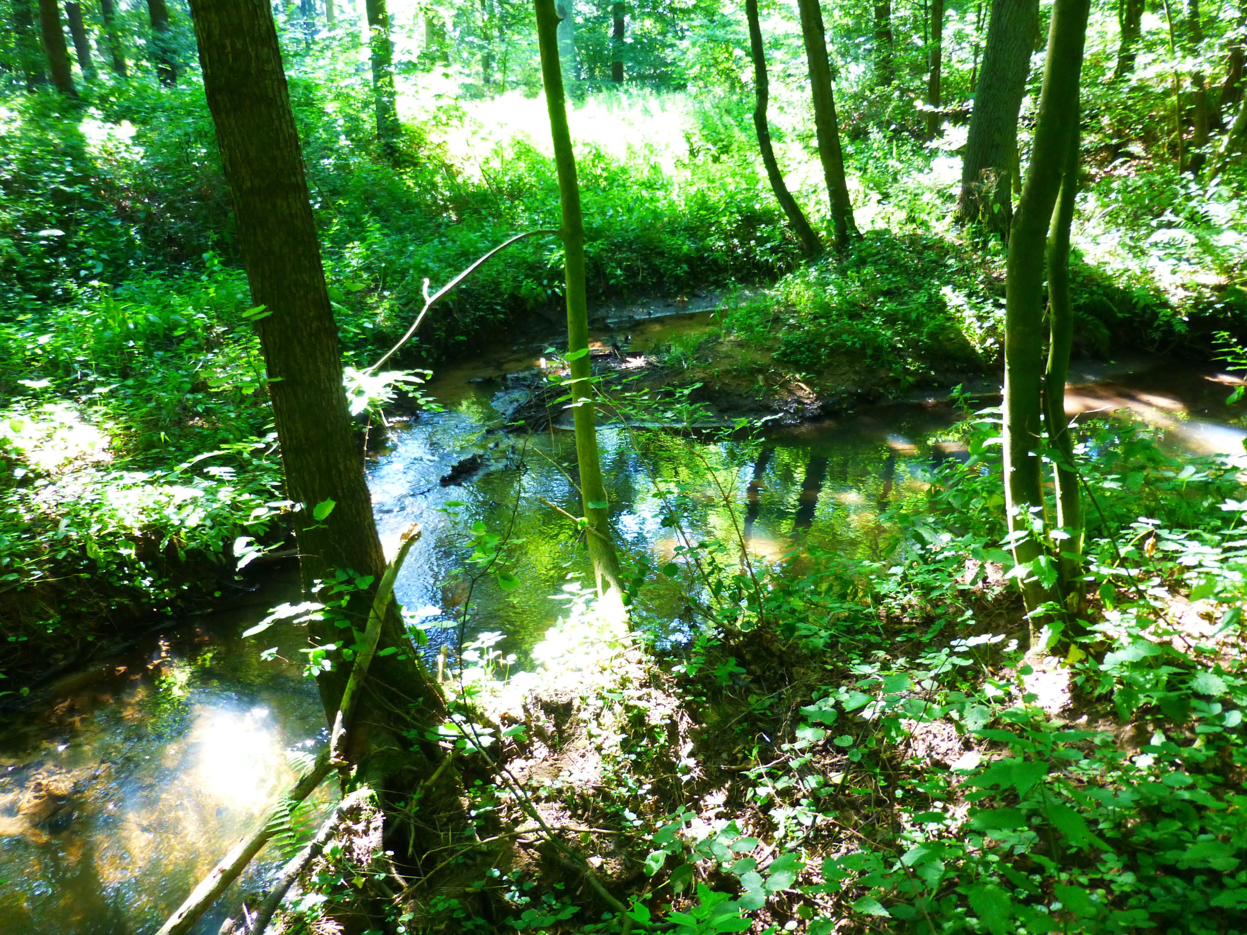 Zu sehen ist ein naturnaher Abschnitt des Silvertbaches im gleichnamigen Naturschutzgebiet im Sommer. Der Bach durchfließt einen Gehölzbestand mit dichter Strauch- und Krautvegetation. In der Mitte des Silvertbaches hat sich eine Insel gebildet. 