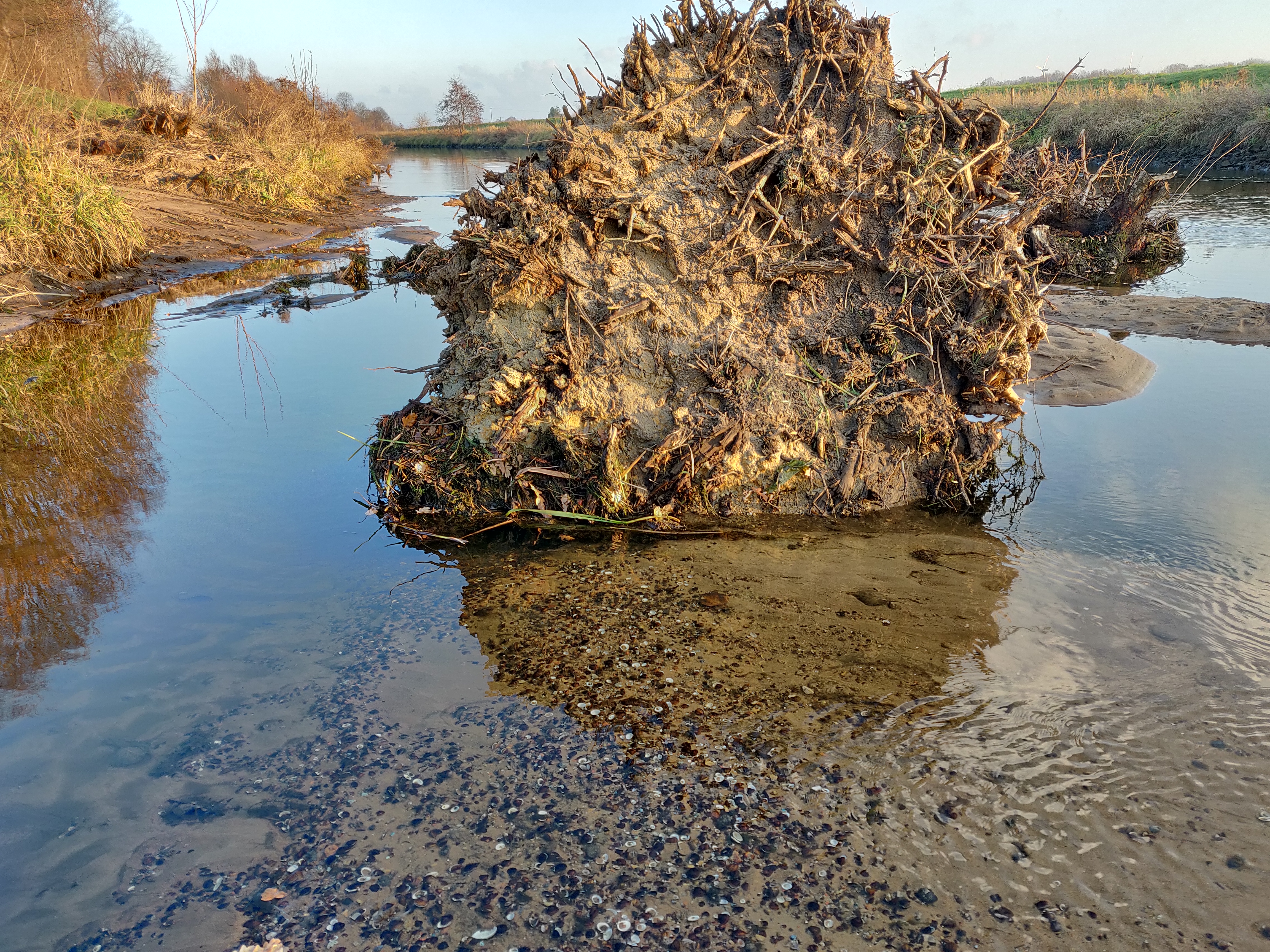 Zu sehen ist der Wurzelteller eines in die Bocholter Aa eingebrachten Baumes sowie ein weiterer Wurzelstubben. Die Totholzelemente führen zu einer größeren Strukturdiversität auf der Gewässersohle und dienen auch selbst als Nahrungsquelle und Lebensraum. 