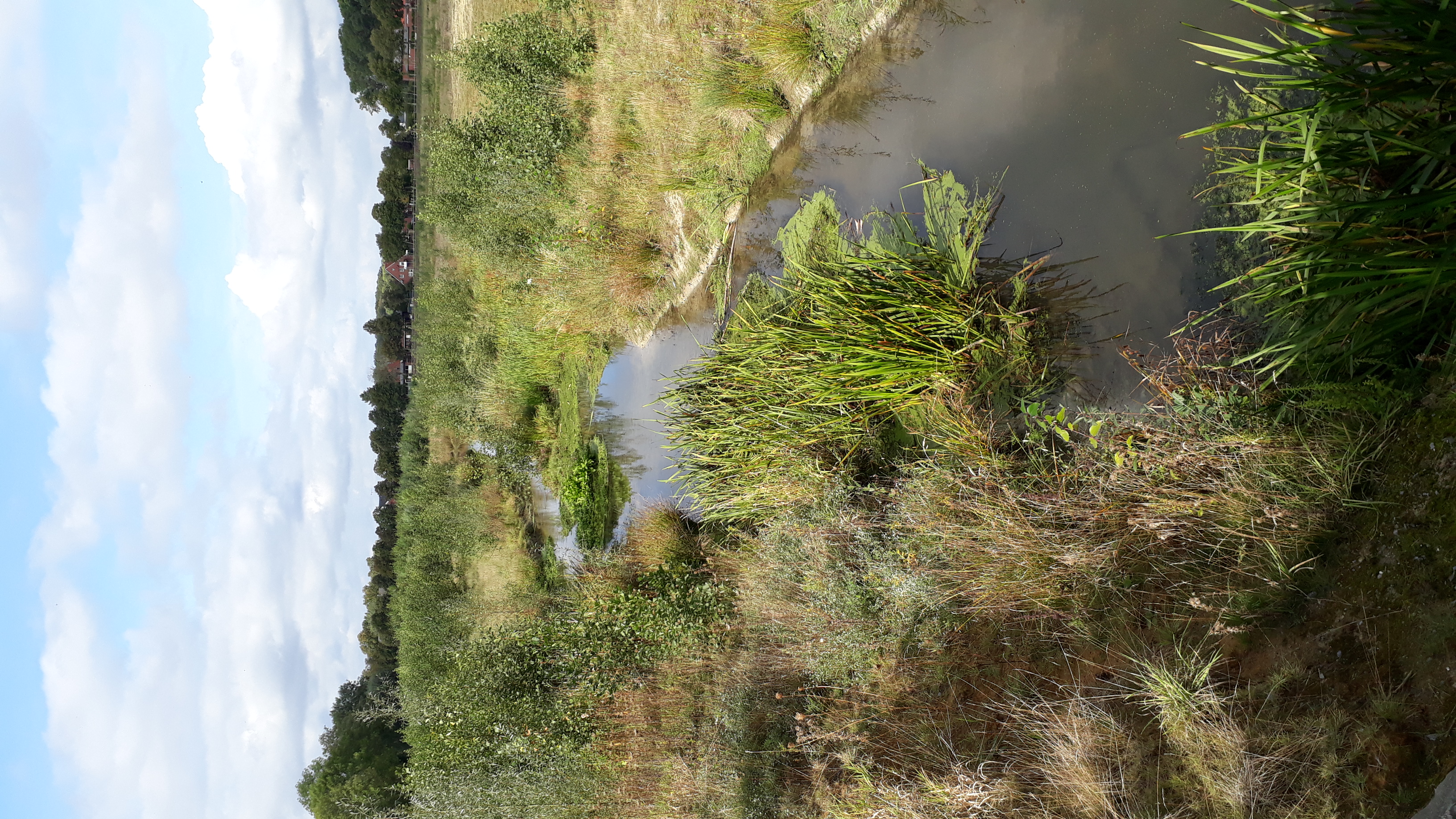 Zu sehen ist eine Detailaufnahme des etwa 600 m langen Abschnitts des renaturierten Emmerbachs in der gut 7 ha große Deipenwiese am Ortsrand von Ascheberg. Die Vegetationsentwicklung schreitet voran, Pioniergehölze wie Weiden und Erlen besiedeln die Sekundäraue. 