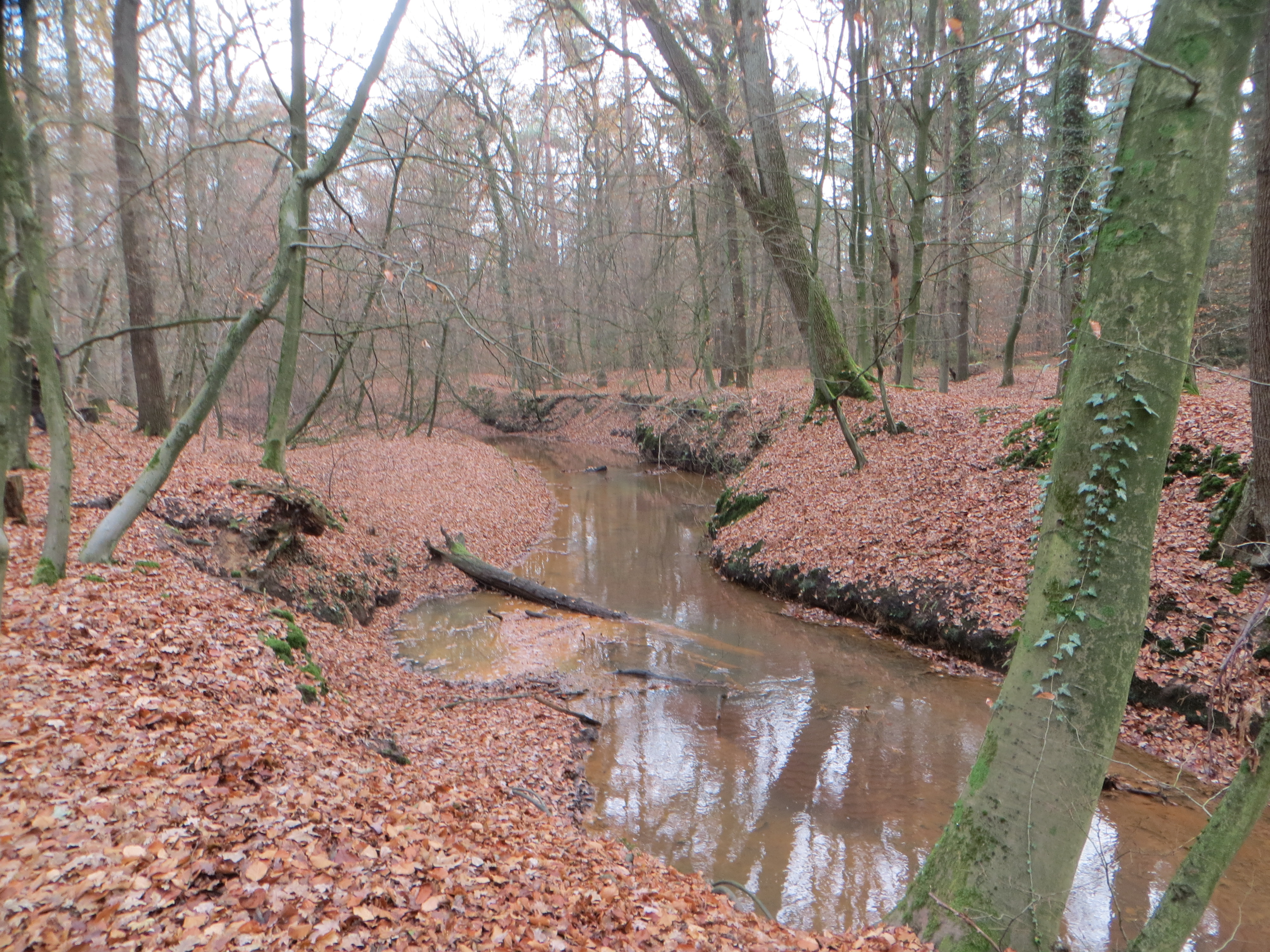 Zu sehen ist ein naturnaher Abschnitt des Sandbachs im Naturschutzgebiet "Borkenberge" im Herbst. Der Bach verläuft gewunden durch einen Laubwald. In den Bach gestürztes Totholz wirkt als Strömungslenker und trägt zum Strukturreichtum der Gewässersohle bei. Zudem dient es selbst Habitat und Nahrungsquelle für die Gewässerorganismen. Innerhalb des Gewässerabschnitts haben sich Prall und Gleithänge ausgebildet. 