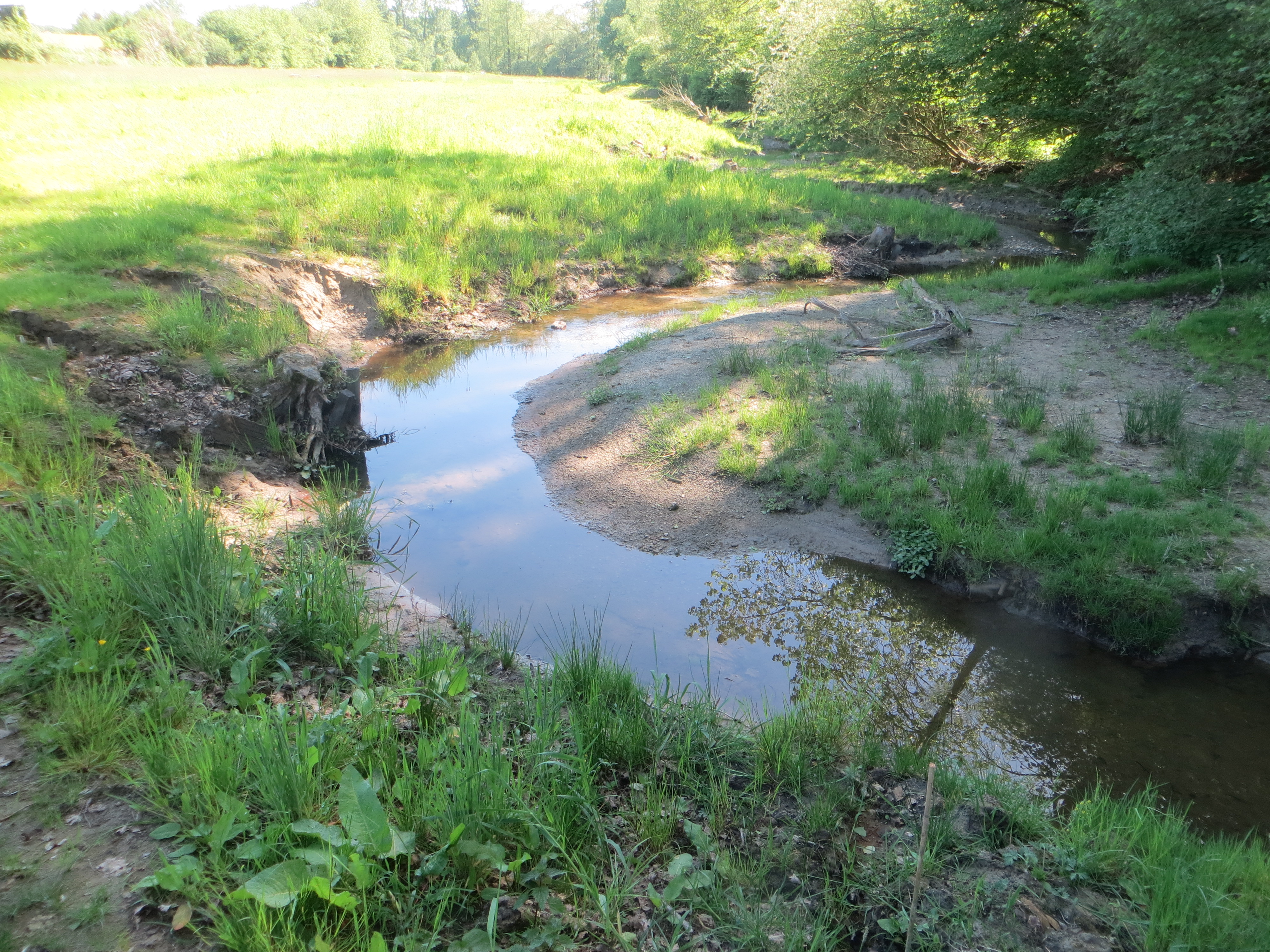 Zu sehen ist eine Detailansicht des Edelbachs in Münster, der u.a. durch den Einbau von Wurzelstubben und die Abflachung der Ufer von der Straße Havichshorster Mühle bis zur Mündung in die Werse ökologisch aufgewertet wurde. 
