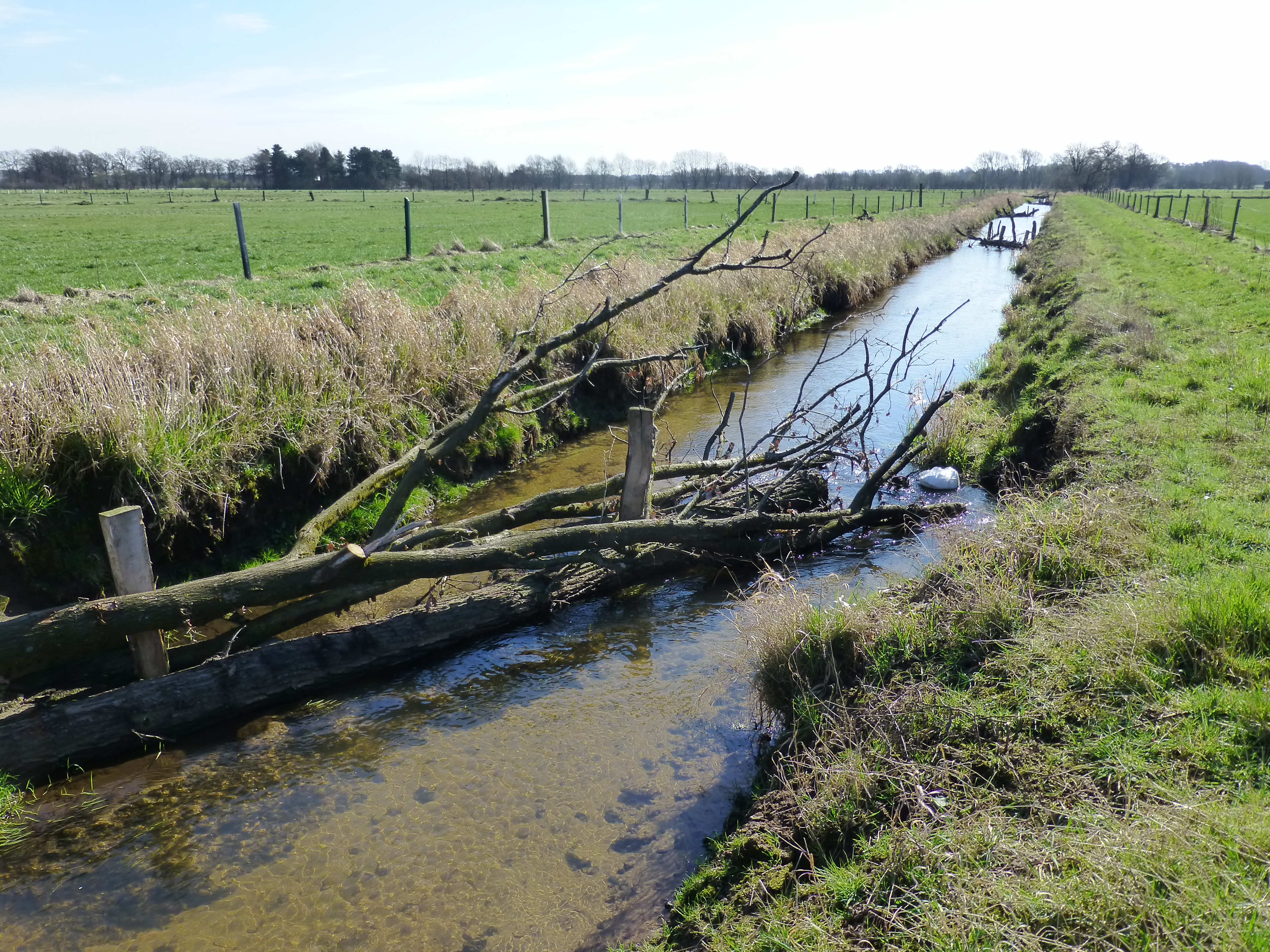 Zu sehen ist ein geradliniger Abschnitt des Rhader Baches, der innerhalb des Naturschutzgebietes "Rhader Wiesen" extensive Grünlandflächen durchfließt. Im Verlauf des Baches sind große Totholzelemente zu erkennen, die die Strömung abwechselnd auf das linke und rechte Ufer lenken, um die eigendynamische Gewässerentwicklung in Gang zu setzen. Um die nötigen Flächen für eine Entwicklung des Rhader Baches zur Verfügung zu stellen, wurden aus den kreis- und landeseigenen Flächen beidseitig 5 bis 15 m breite Ufer