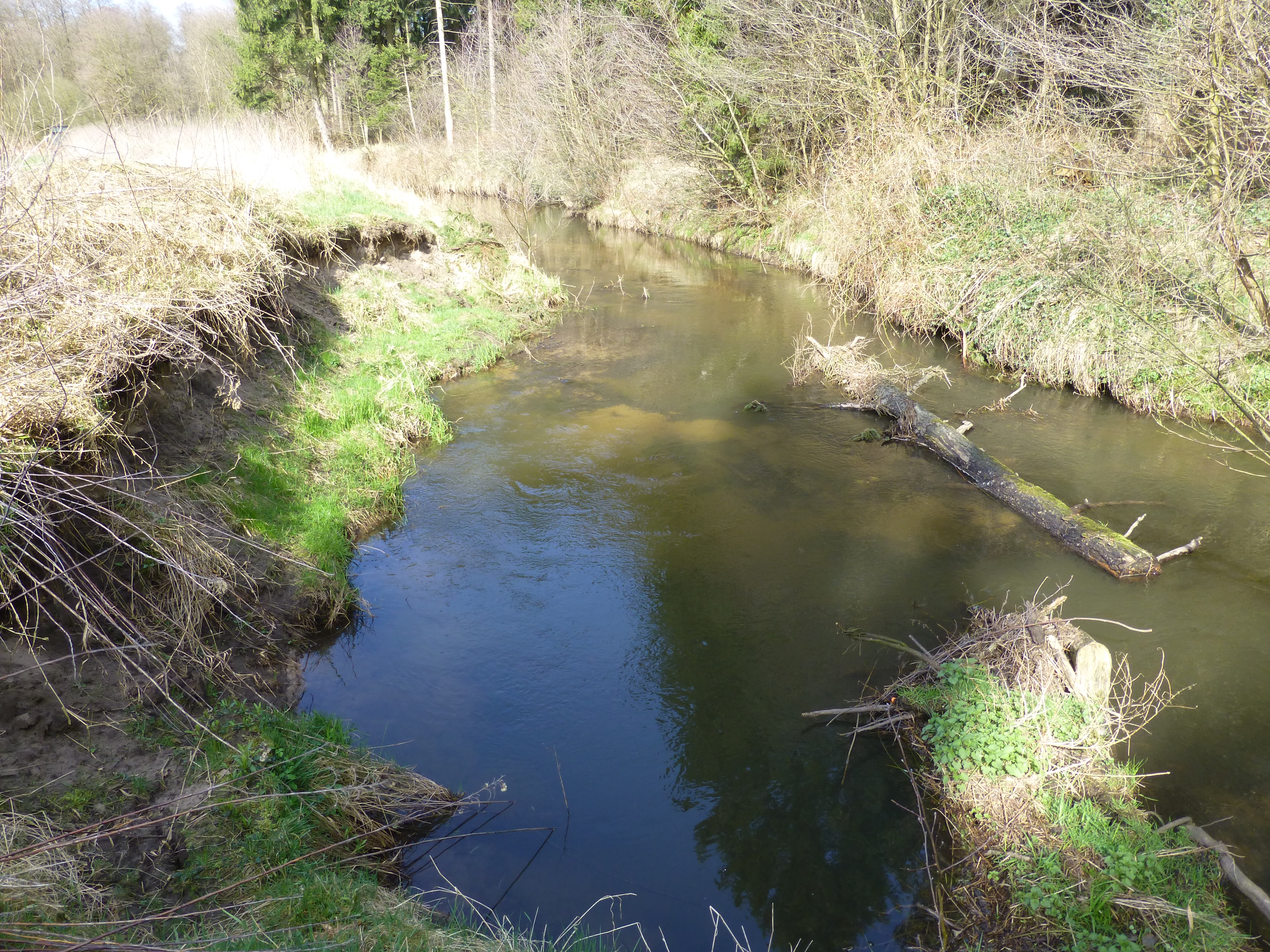 Zu sehen ist ein größerer Uferabbruch am Wienbach, der sich innerhalb des Naturschutzgebiets "Bachsystem des Wienbachs" wieder eigendynamisch entwickeln darf. Die fortlaufend eingebauten Totholzelemente, die im vorderen rechten Bildbereich zu sehen sind, lenken die Strömung des Wienbachs und fördern die Erosion an den Ufern. Durch gezielte Initialmaßnahmen wird die Wiederherstellung der typischen Fließgewässermorphologie gefördert. 