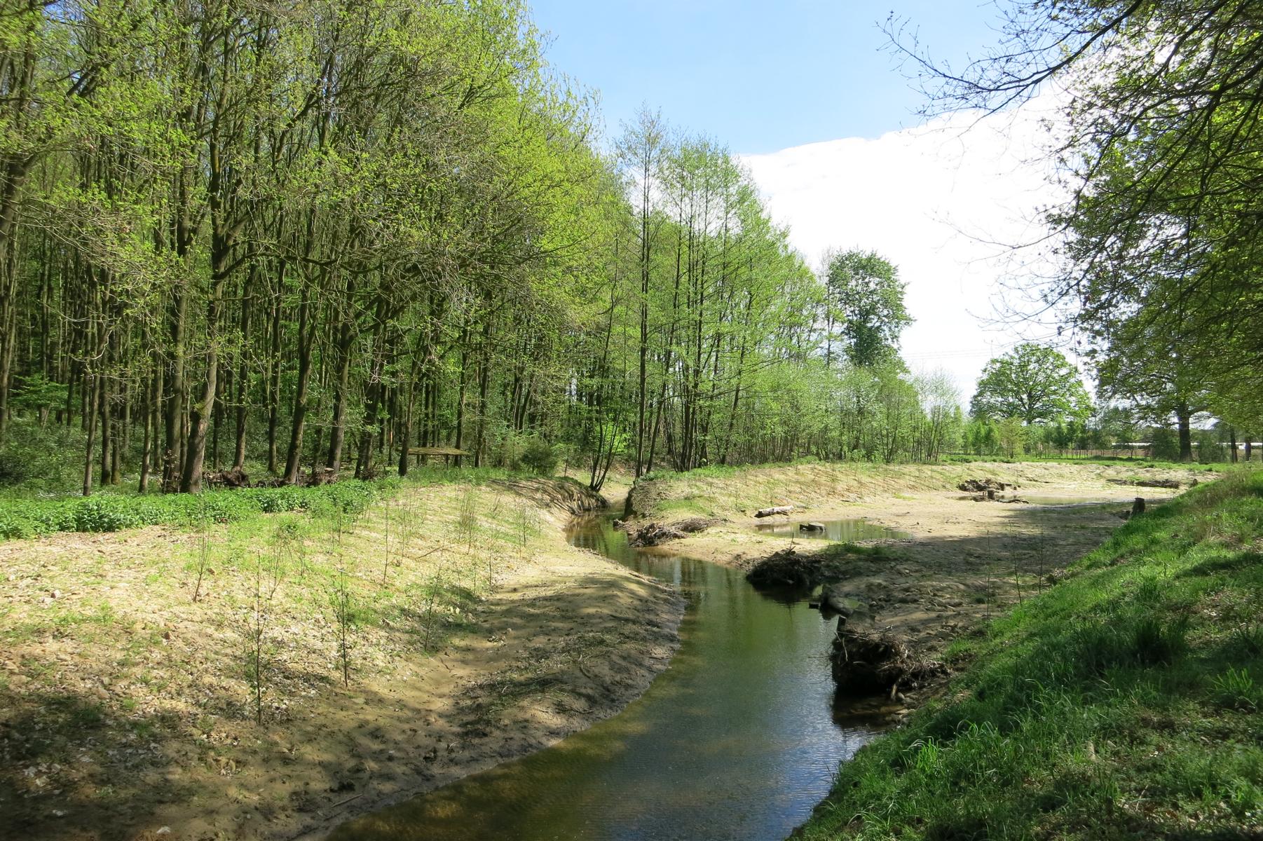 Zu sehen ist der 2 bis 3 m breite Helmerbach in Senden, der in seinen ursprünglichen Lauf zurückverlegt werden konnte und nun durch das im Rahmen der Baumaßnahme abgesenkte Vorland, die Sekundäraue, verläuft. Ufer und Böschungen wurden naturnah gestaltet und der Einbau von Totholzelementen fördert die Entwicklung von fließgewässertypischen Strukturen. Die angrenzenden Flächen sind bereits mit Gehölzen bestanden, so dass sich auch innerhalb der Sekundäraue schnell ein standorttypischer Bewuchs einstellen wir