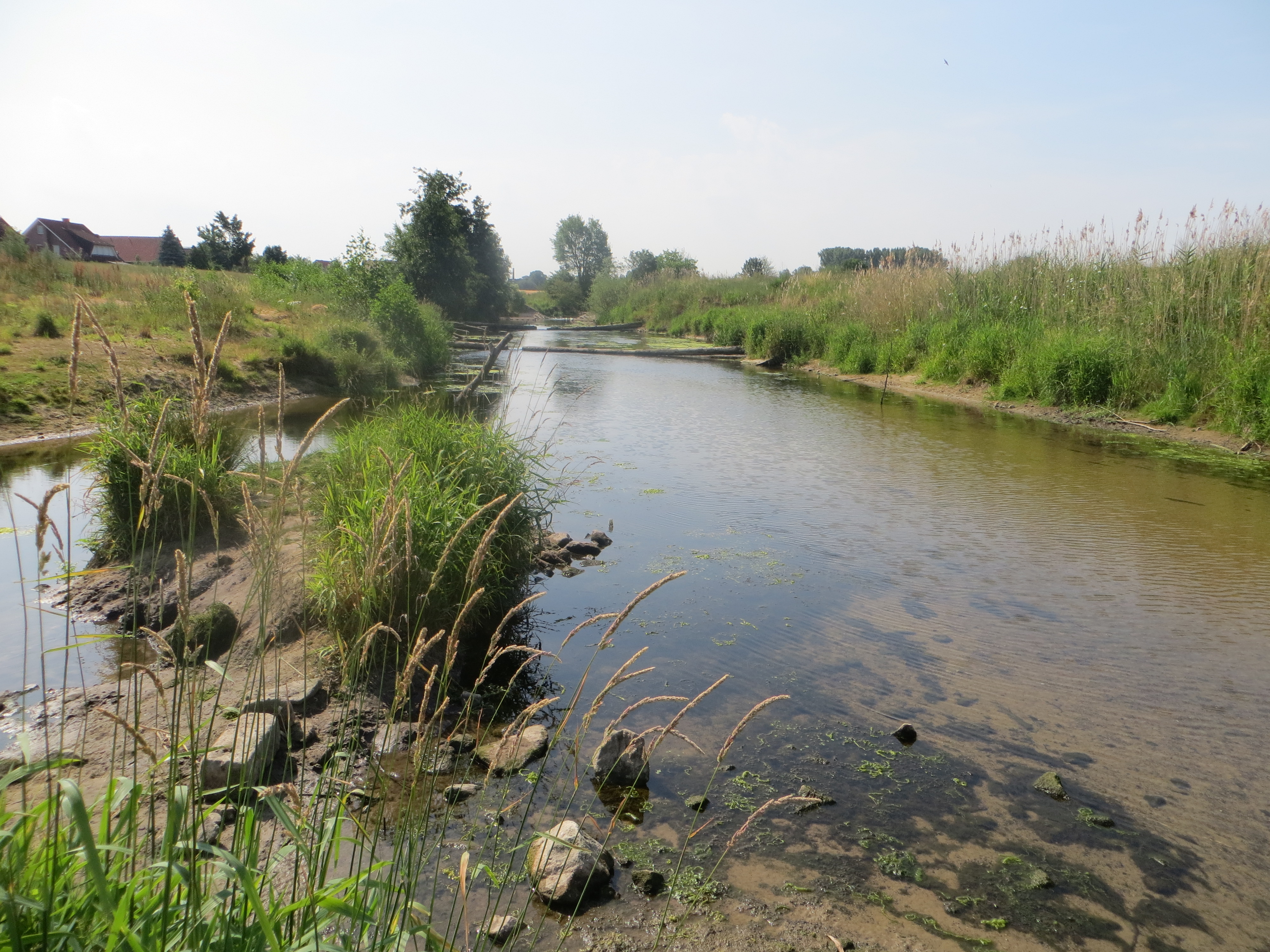 Zu sehen ist die Werse in Albersloh, in der ein Sohlabsturz rückgebaut und der Höhenunterschied über eine 400 m lange Neutrassierung des Gewässers abgebaut werden konnte. So kann den Organismen die Durchwanderbarkeit ermöglicht werden. Im hinteren Bildbereich sind zwei Riegel aus Holzstämmen zu erkennen. Im rechten Bildbereich das ebenfalls neugestaltete Nebengerinne. 