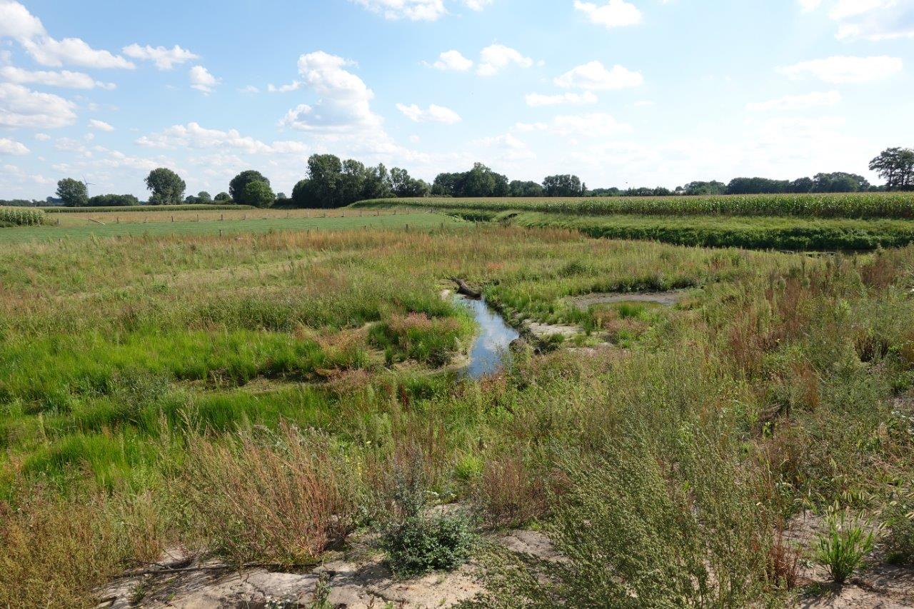 Zu sehen ist der Emrichbach in Vreden, der innerhalb einer neu gestalteten Sekundäraue der im Hintergrund verlaufenden Berkel zufließt. Das Umfeld ist landwirtschaftlich geprägt. 