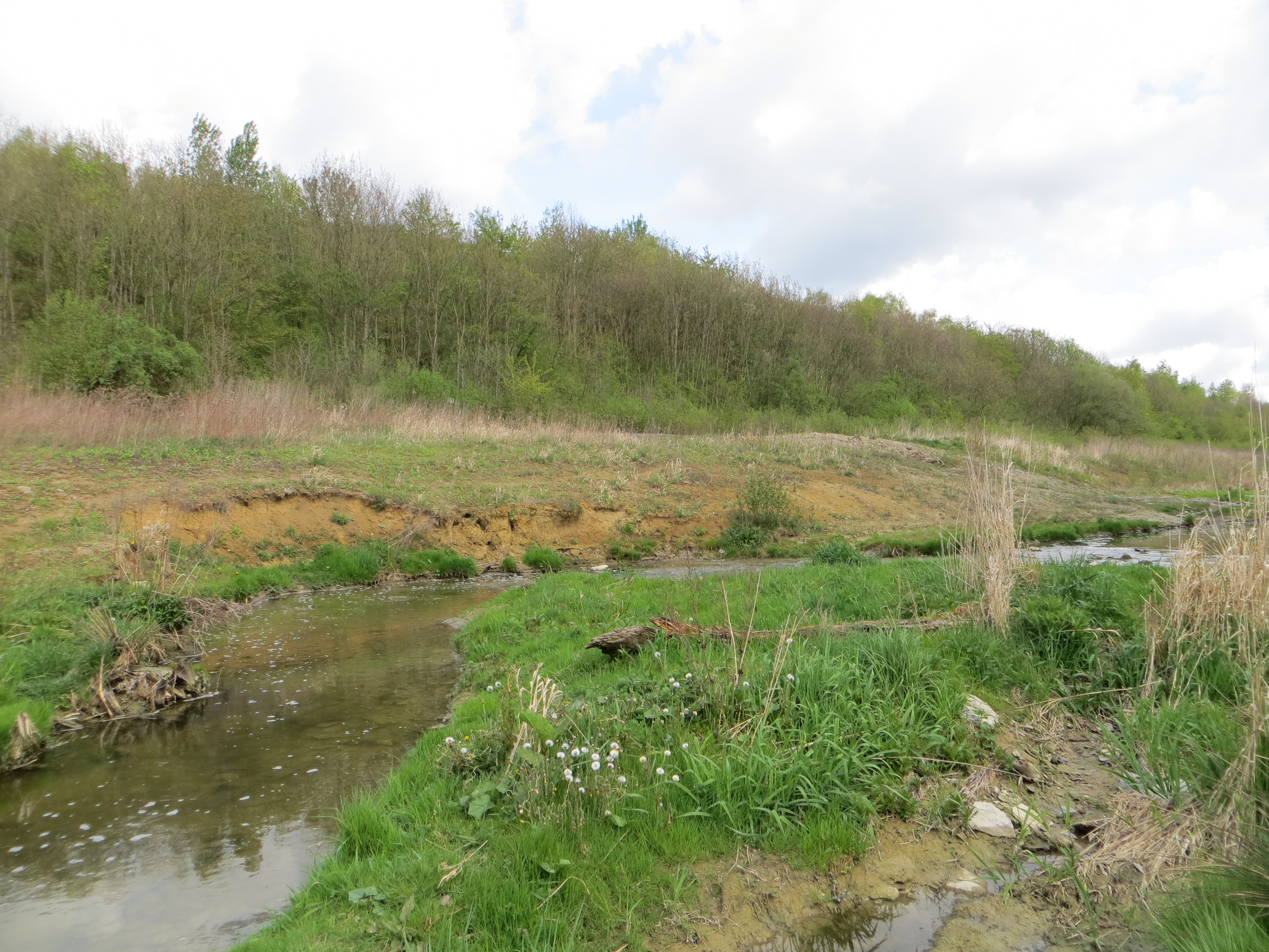 Zu sehen ist ein innerhalb einer Sekundäraue neutrassierter Abschnitt der Werse zwischen Ahlen und Beckum. Ufer und Böschungen wurden naturnah gestaltet und entwickeln sich eigendynamisch weiter. Im Hintergrund grenzt ein vorhandener Gehölzbestand an die Sekundäraue an.