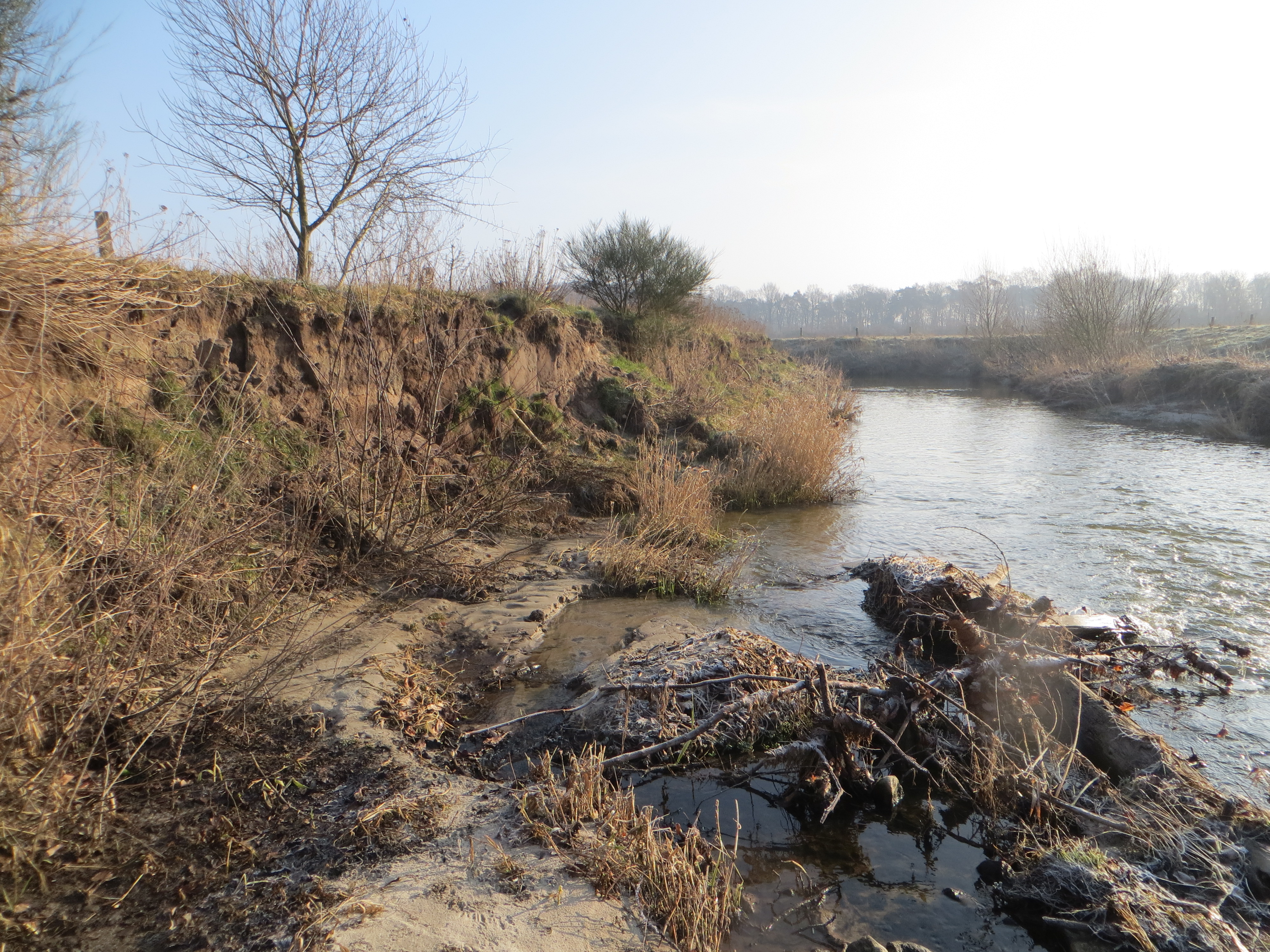 Zu sehen ist ein größerer Uferabbruch an der Dinkel in Heek, die sich nach dem Rückbau von zwei Sohlabstürzen und einer Laufverlängerung wieder eigendynamisch entwickeln darf. 