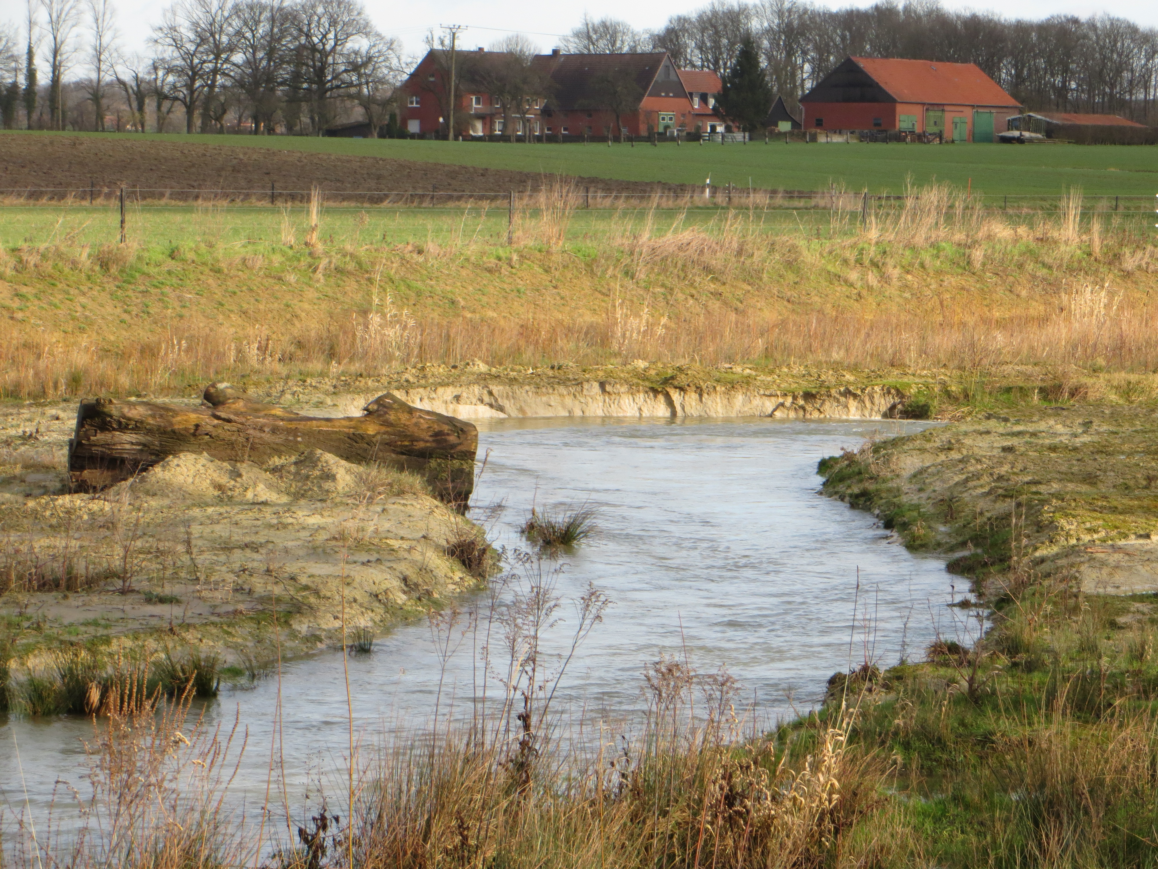 Zu sehen ist ein innerhalb einer Sekundäraue neutrassierter Abschnitt der Werse zwischen Ahlen und Beckum. Ufer und Böschungen wurden naturnah gestaltet und entwickeln sich eigendynamisch weiter. Zur Unterstützung der Entwicklung und zur Strukturanreicherung wurden große Totholzelemente eingebracht. 