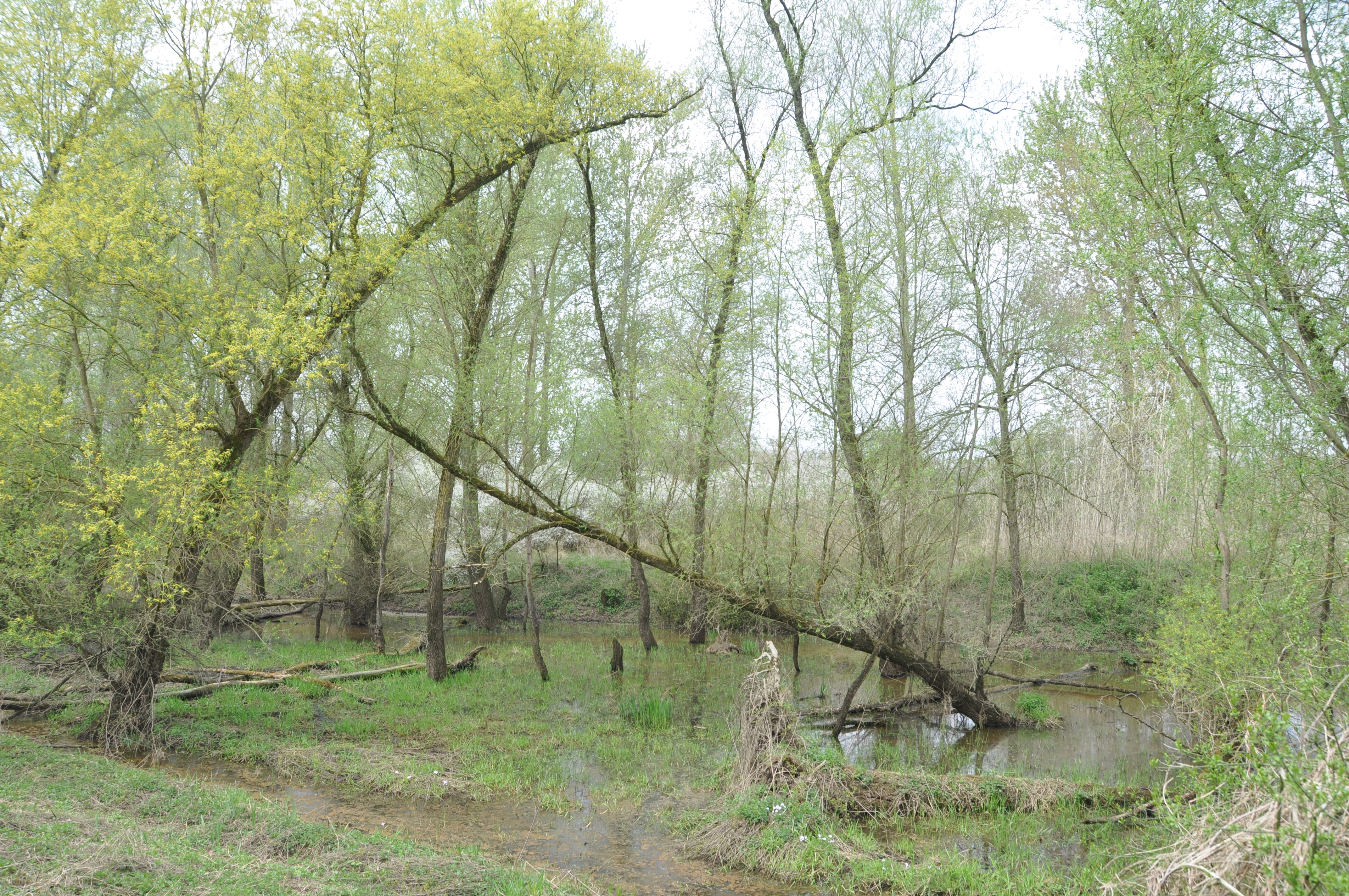 Silberweidenauwald im Frühjahr 
