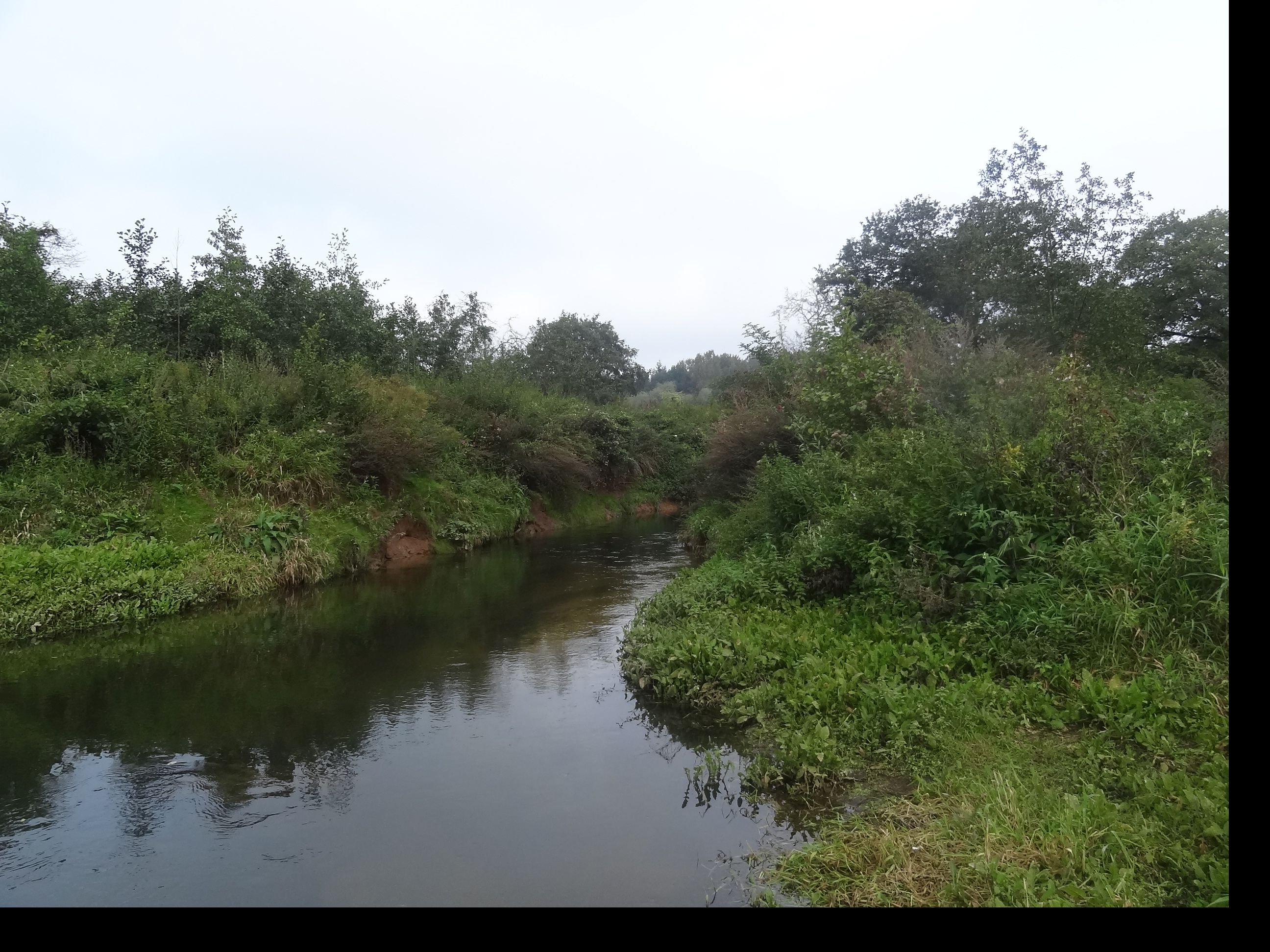 Die Entwicklung der Bever vier Jahre nach dem Umbau mit geschwungenem Verlauf und Totholz 