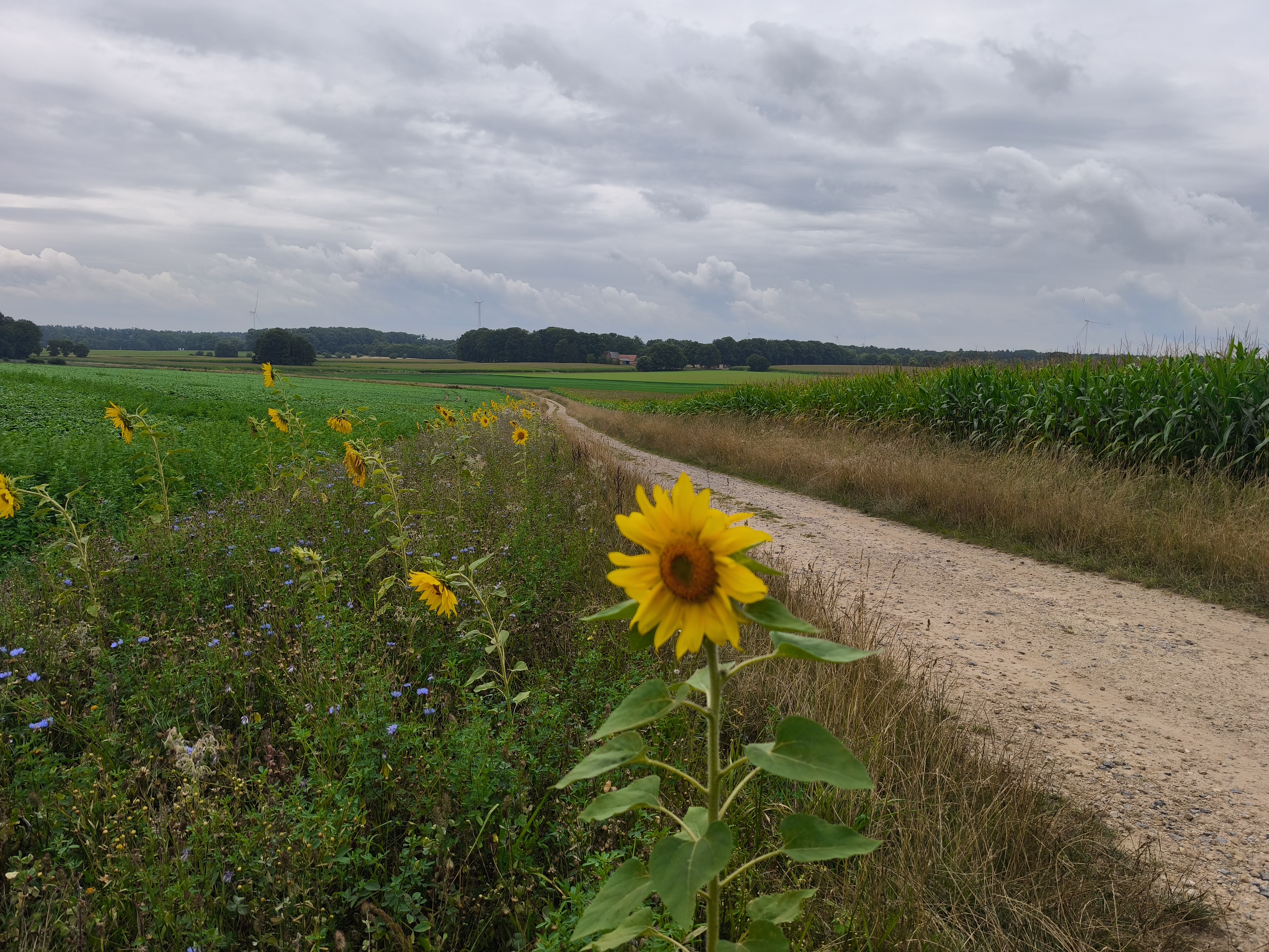 Blühstreifen am Feldrand