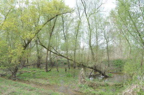 Silberweidenauwald im Frühjahr 