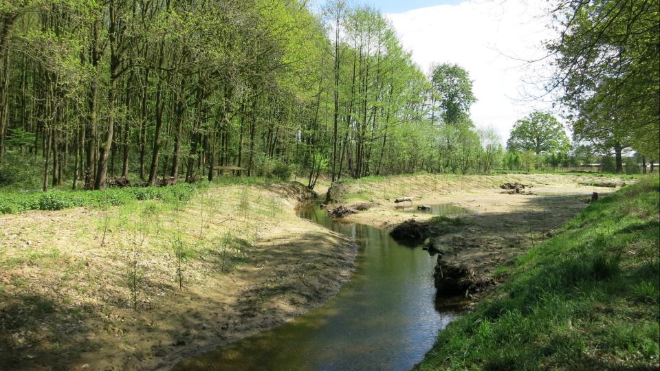 Zu sehen ist der 2 bis 3 m breite Helmerbach in Senden, der in seinen ursprünglichen Lauf zurückverlegt werden konnte und nun durch das im Rahmen der Baumaßnahme abgesenkte Vorland, die Sekundäraue, verläuft. Ufer und Böschungen wurden naturnah gestaltet und der Einbau von Totholzelementen fördert die Entwicklung von fließgewässertypischen Strukturen. Die angrenzenden Flächen sind bereits mit Gehölzen bestanden, so dass sich auch innerhalb der Sekundäraue schnell ein standorttypischer Bewuchs einstellen wir
