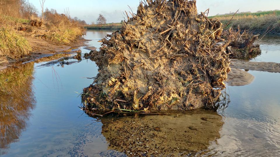 Zu sehen ist der Wurzelteller eines in die Bocholter Aa eingebrachten Baumes sowie ein weiterer Wurzelstubben. Die Totholzelemente führen zu einer größeren Strukturdiversität auf der Gewässersohle und dienen auch selbst als Nahrungsquelle und Lebensraum. 