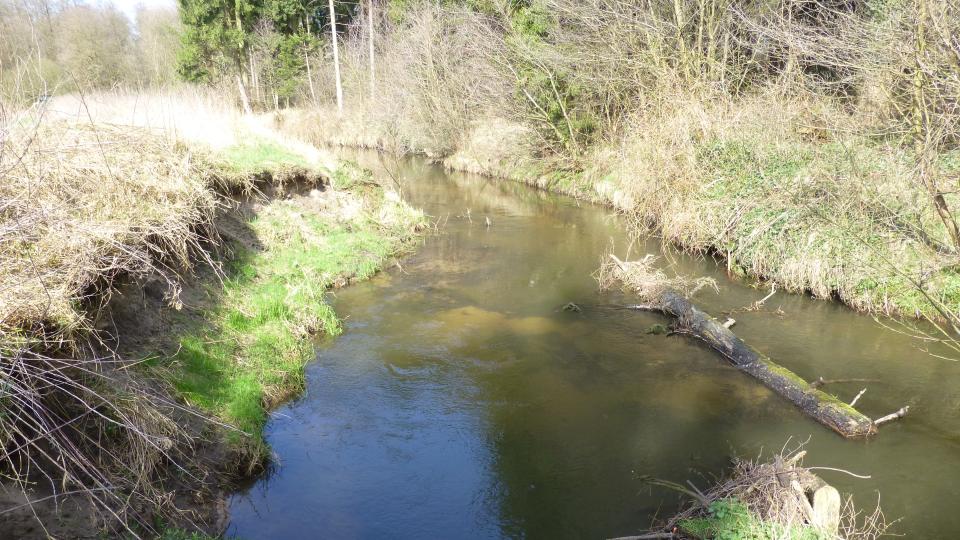 Zu sehen ist ein größerer Uferabbruch am Wienbach, der sich innerhalb des Naturschutzgebiets "Bachsystem des Wienbachs" wieder eigendynamisch entwickeln darf. Die fortlaufend eingebauten Totholzelemente, die im vorderen rechten Bildbereich zu sehen sind, lenken die Strömung des Wienbachs und fördern die Erosion an den Ufern. Durch gezielte Initialmaßnahmen wird die Wiederherstellung der typischen Fließgewässermorphologie gefördert. 