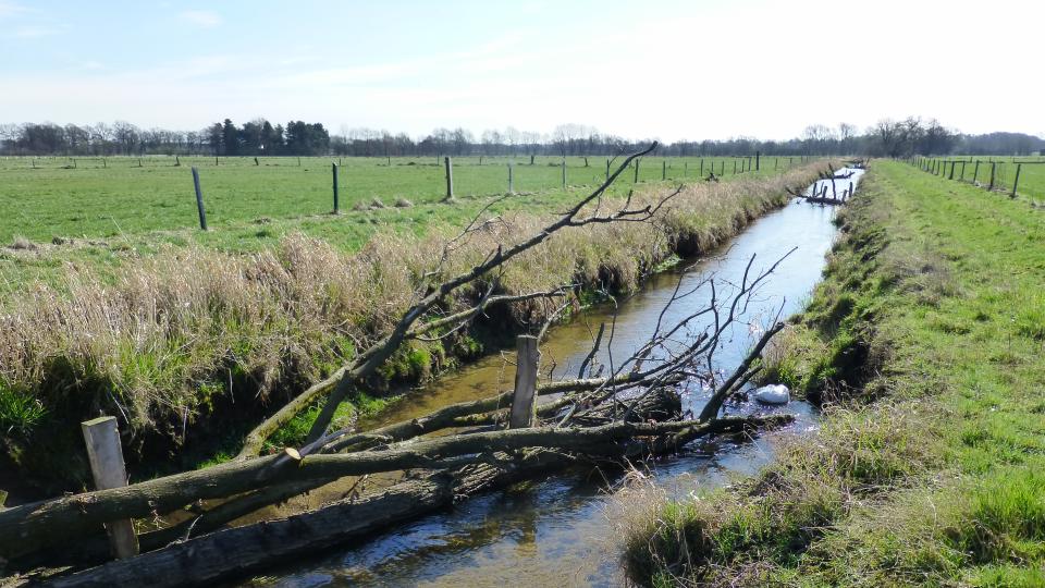 Zu sehen ist ein geradliniger Abschnitt des Rhader Baches, der innerhalb des Naturschutzgebietes "Rhader Wiesen" extensive Grünlandflächen durchfließt. Im Verlauf des Baches sind große Totholzelemente zu erkennen, die die Strömung abwechselnd auf das linke und rechte Ufer lenken, um die eigendynamische Gewässerentwicklung in Gang zu setzen. Um die nötigen Flächen für eine Entwicklung des Rhader Baches zur Verfügung zu stellen, wurden aus den kreis- und landeseigenen Flächen beidseitig 5 bis 15 m breite Ufer