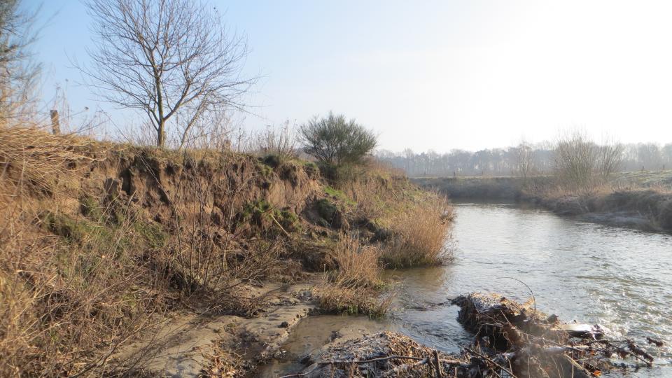 Zu sehen ist ein größerer Uferabbruch an der Dinkel in Heek, die sich nach dem Rückbau von zwei Sohlabstürzen und einer Laufverlängerung wieder eigendynamisch entwickeln darf. 