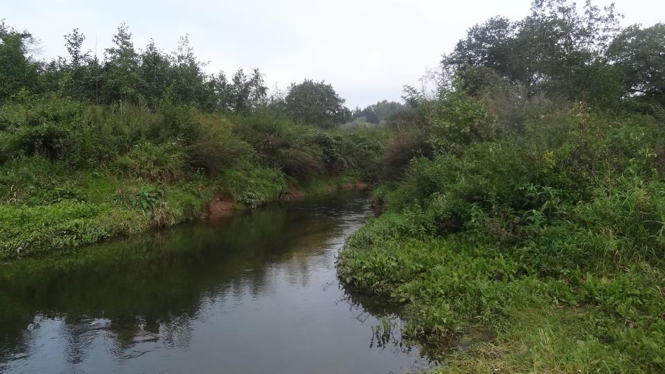 Die Entwicklung der Bever vier Jahre nach dem Umbau mit geschwungenem Verlauf und Totholz 
