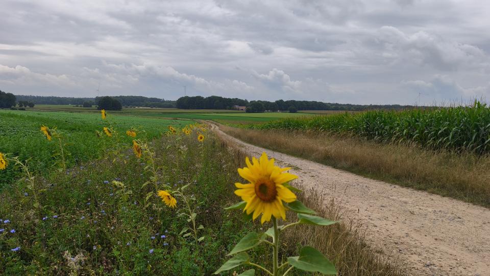 Blühstreifen am Feldrand
