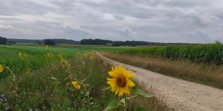 Blühstreifen am Feldrand