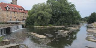 Blick auf die Felsschwelle unterhalb des Wehrs Rheine bei Niedrigwasser (August 2018). 